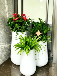 杭州湾植物摆放店-鄞州花木租赁服务商-镇海花木租摆价格表-余姚花卉租赁合作